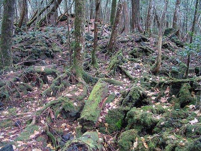 Аокигахара Дзюкай (Aokigahara Jukai / 青木ヶ原樹海)