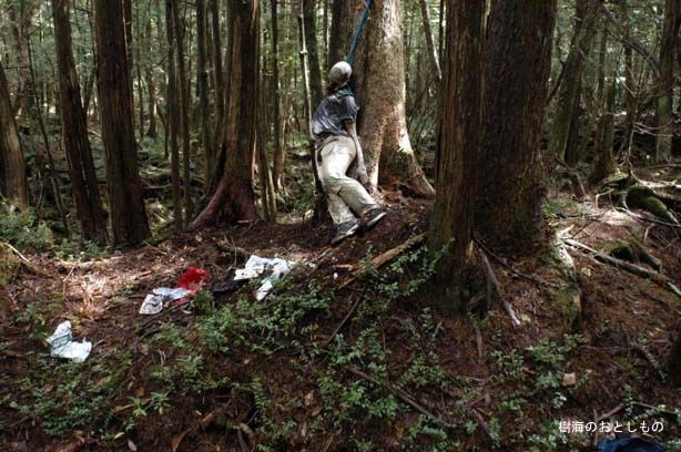 Аокигахара Дзюкай (Aokigahara Jukai / 青木ヶ原樹海)