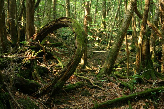 Аокигахара Дзюкай (Aokigahara Jukai / 青木ヶ原樹海)